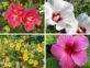 Flores coloridas: 4 especies divinas para decorar tu jardín