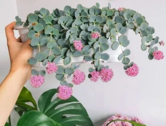 Las suculentas colgantes más lindas para decorar toda tu casa