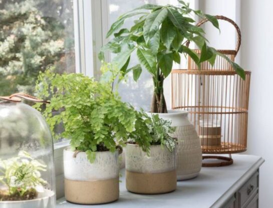 Feng Shui: las mejores plantas para atraer la abundancia este 2024