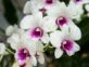 Trucos de jardinería: cómo limpiar y darle brillo a las hojas de tus orquídeas con limón