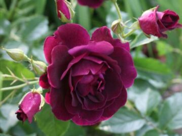 Manual de Jardinería: así Burgundy Iceberg, un rosal único con flores púrpura