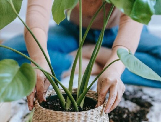 Cómo preparar fertilizante casero con los restos del café