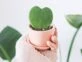 Suculenta corazón: la mini planta más trendy para decorar tu casa