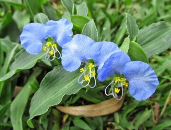 Flor de Santa Lucía: la planta de exterior medicinal que atrae abejas y decora tu jardín