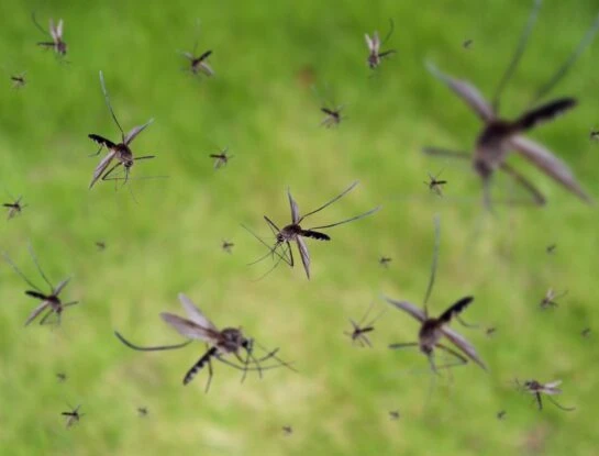 10 días más de mosquitos: cómo sobrevivir a la invasión