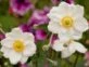 Anémona japónica: la flor más delicada para darle color a tu jardín