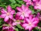 Clematis: la planta trepadora con elegantes flores que atrae mariposas