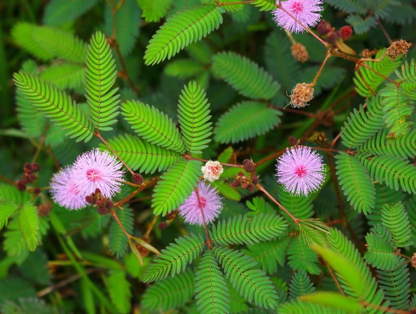 Mimosa sensitiva: todo lo que tenés que saber sobre la planta que tocás y cierra sus hojas