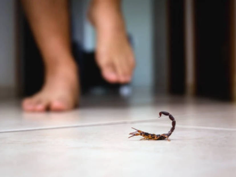 Con las altas temperaturas aparecen los escorpiones: qué hacer frente a una picadura