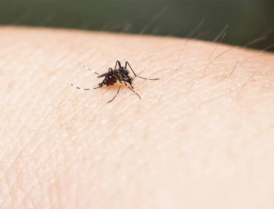 Día Mundial de la Encefalitis: 4 claves para prevenir esta enfermedad que transmiten los mosquitos