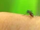 Invasión de mosquitos: síntomas y medidas de prevención frente al dengue y a la encefalitis equina