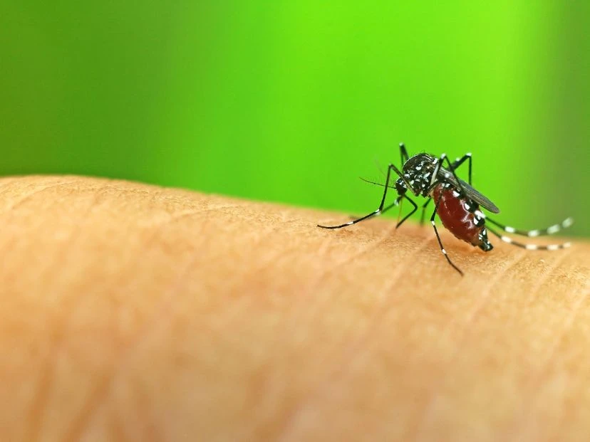 Invasión de mosquitos: síntomas y medidas de prevención frente al dengue y a la encefalitis equina