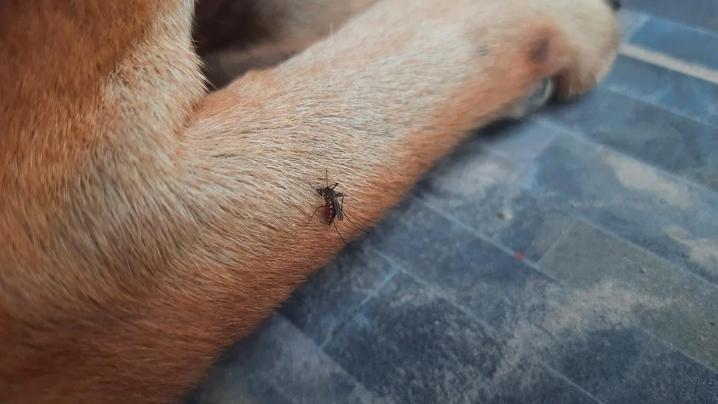 Invasión de mosquitos: Cuáles son los riesgos para nuestras mascotas y cómo cuidarlos
