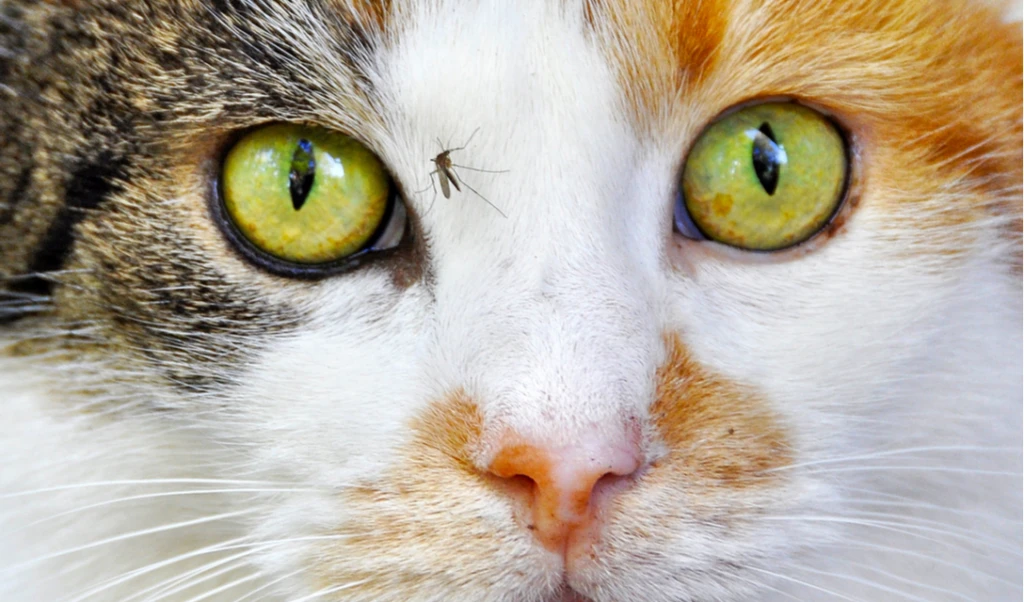 Invasión de mosquitos: Cuáles son los riesgos para nuestras mascotas y cómo cuidarlos