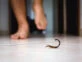 Con las altas temperaturas aparecen los escorpiones: qué hacer frente a una picadura