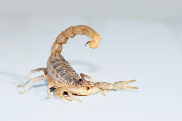 Con las altas temperaturas aparecen los escorpiones: qué hacer frente a una picadura