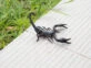 Con las altas temperaturas aparecen los escorpiones: qué hacer frente a una picadura