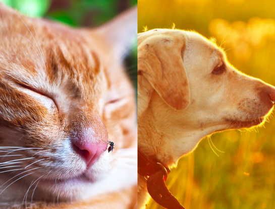 Invasión de mosquitos: cuáles son los riesgos para nuestras mascotas y cómo cuidarlos