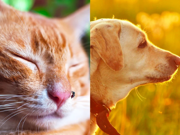 Invasión de mosquitos: Cuáles son los riesgos para nuestras mascotas y cómo cuidarlos