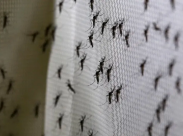Cuánto durará la invasión de mosquitos que ataca a Buenos Aires