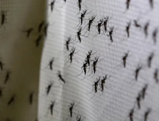 Cuánto durará la invasión de mosquitos que ataca a Buenos Aires