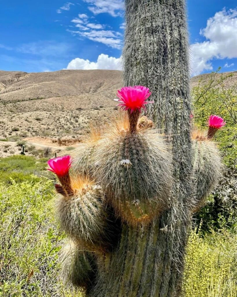 Así es 'La casa de Tilcara', la propiedad que Dolores Barreiro alquila en Jujuy