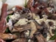 La receta de la tarta de Maru Botana de jamón crudo, burrata y portobello súper rica y fácil de hacer