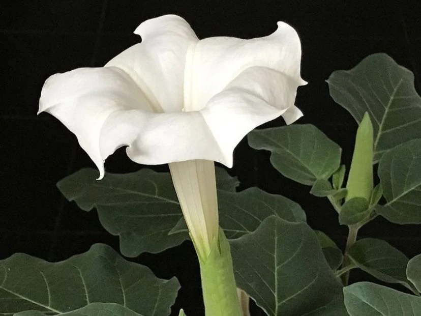 Qué es la burunganda y cómo altera al organismo