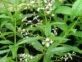 Cedrón: todo lo que tenés que saber sobre esta planta medicinal fácil de cultivar