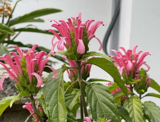 Justicia carnea: la planta tropical con coloridas flores tubulares