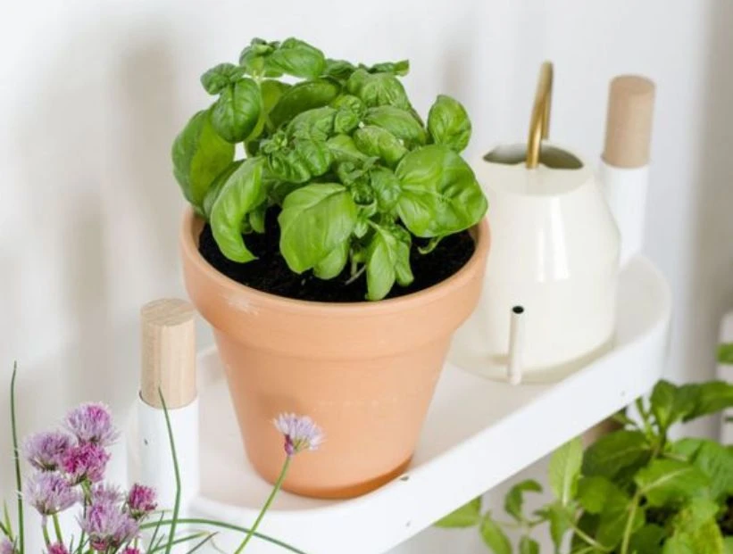 Albahaca: la planta aromática y de fácil cultivo que no puede faltar en tu huerta