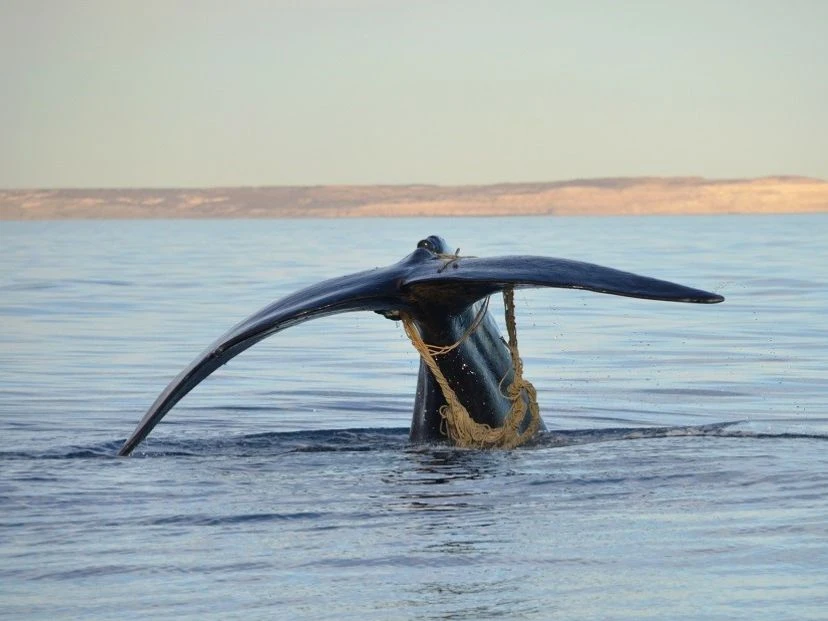 Fauna marina en peligro: las graves consecuencias de la actividad humana sin control