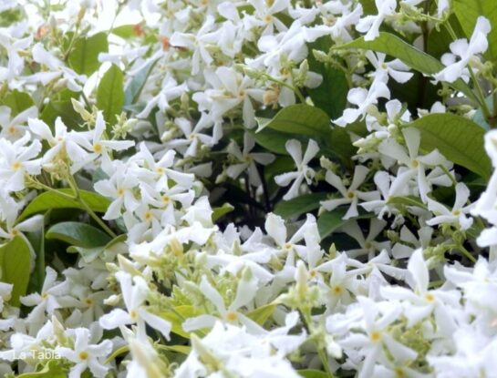 Jazmín de leche: la planta favorita para perfumar y decorar los exteriores
