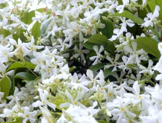 Jazmín de leche: la planta favorita para perfumar y decorar los exteriores