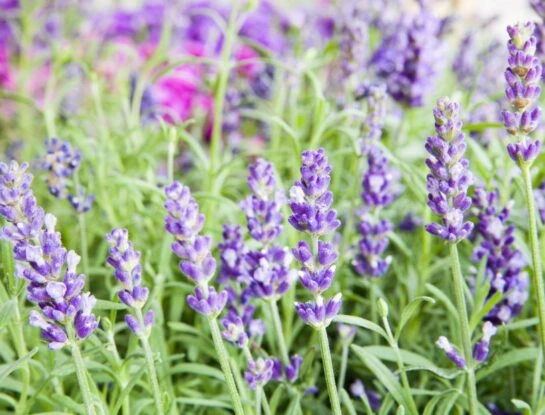 Cómo reproducir la lavanda en agua y tener muchas flores en poco tiempo