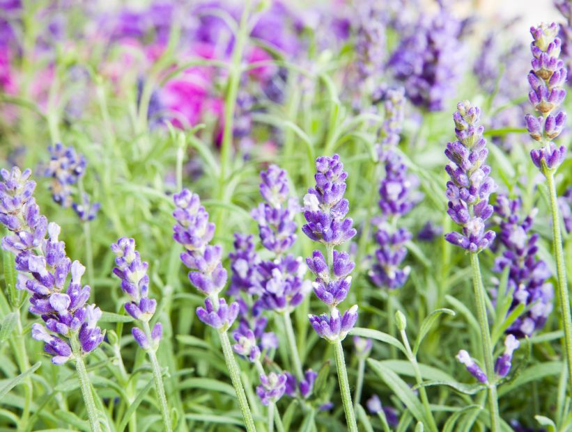 Cómo reproducir la lavanda en agua y tener muchas flores en poco tiempo