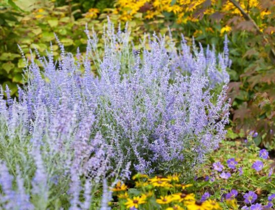 Salvia rusa: la planta con flores lilas que atrae colibríes y es fácil de cuidar