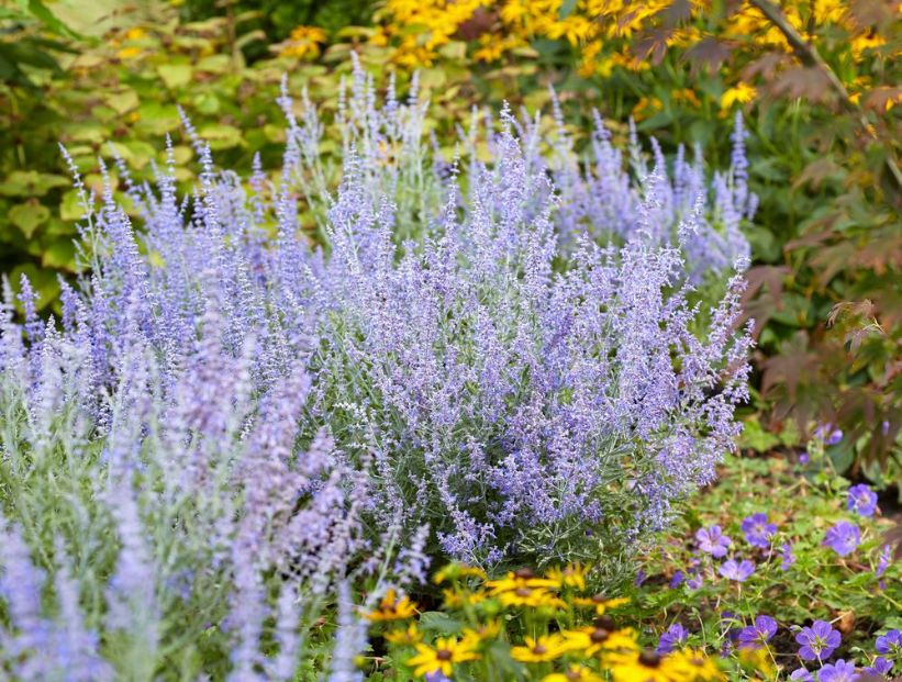 Salvia rusa: la planta con flores lilas que atrae colibríes y es fácil de cuidar