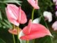 Anturio rosa: la planta más chic para decorar tu casa
