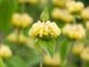 Salvia de Jerusalén: la planta ideal para decorar jardines de bajo mantenimiento