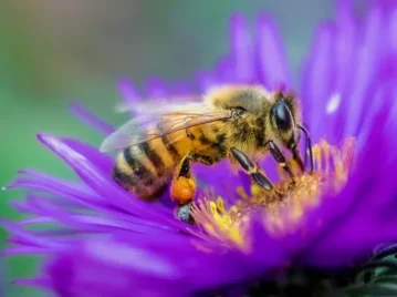 Qué es la miel violeta