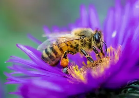 Qué es la miel violeta