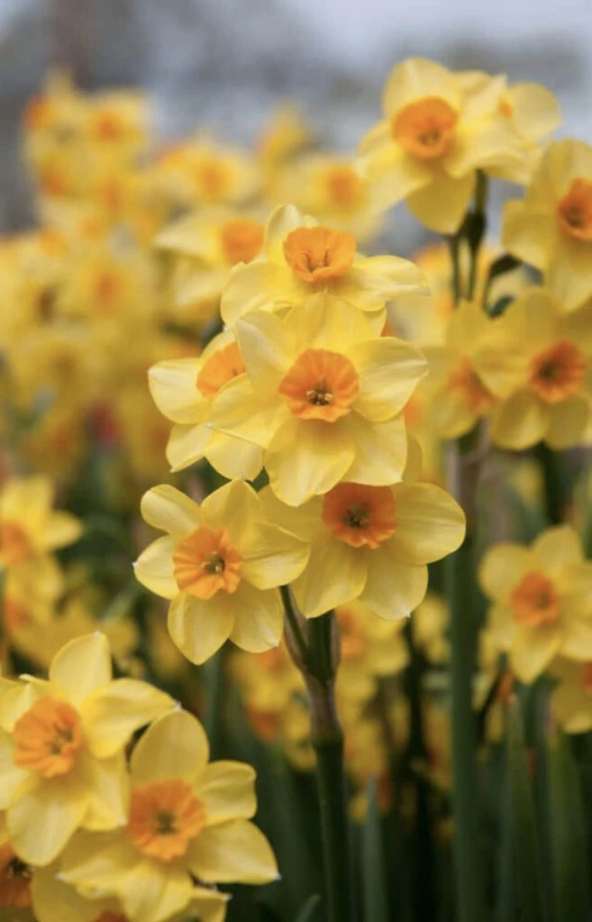 Narcisos dorados, los protagonistas ocultos del video de Kate. Foto: Pinterest.