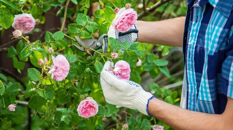 Manual de Jardinería: cómo podar las rosas para tener una floración más abundante