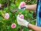 Manual de Jardinería: cómo podar las rosas para tener una floración más abundante