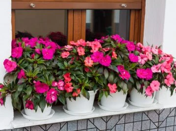 Alegría del hogar: curiosidades y cuidados de la planta más alegre para decorar el jardín