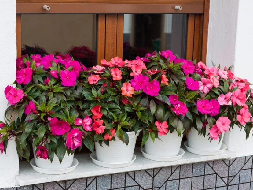 Alegría del hogar: curiosidades y cuidados de la planta más alegre para decorar el jardín