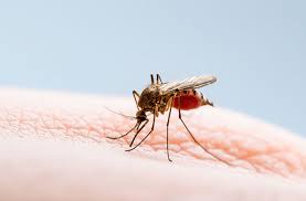 Epidemia de dengue: los puntos claves que hay que tener en cuenta