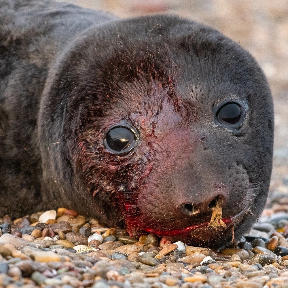 Fauna marina en peligro: las graves consecuencias de la actividad humana sin control