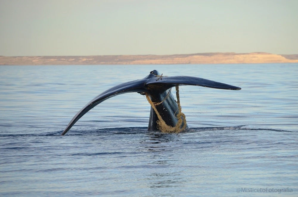 Fauna marina en peligro: las graves consecuencias de la actividad humana sin control